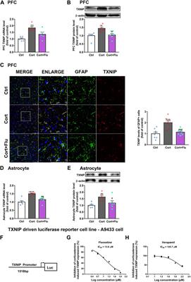 Fluoxetine increases astrocytic glucose uptake and glycolysis in corticosterone-induced depression through restricting GR-TXNIP-GLUT1 Pathway